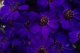 Tablou Canvas, "Splendoarea florilor violet &icirc;n noapte", Flori, Violete, Petale, Intens, Strălucire, Texturi, Naturalețe, Frumusețe, Profunzime, Contra
