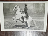 Fotografie tip Carte Postala, Scoala spaniola de echitatie de la Viena, 1931, necirculata