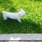Monta / imperechere bichon
