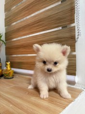 Pui pomeranian