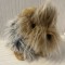 Pluș Yorkshire Terrier.