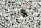 PUZZLE STAR WARS CHALLENGE 1000 - 2