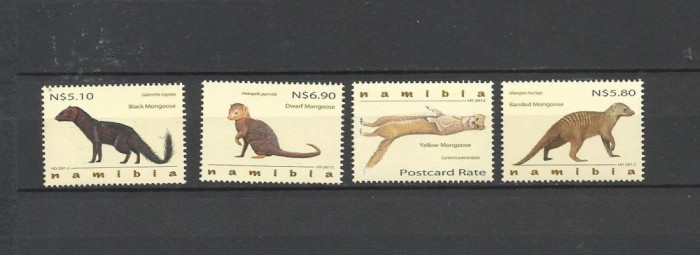 NAMIBIA 2012 FAUNA MANGUSTE