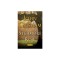 Sycamore Row