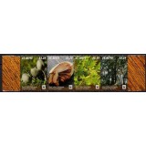 ST KITTS 2015 WWF FAUNA PROTEJATA INDIAN WEST MAHOGANY