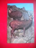 HOPCT 14884 CAPRA NEAGRA- RUPICAPRA / RUPICAPRA CARPATICA - -FAUNA - -NECIRCULATA