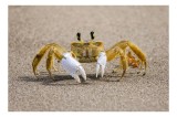 Tablou Canvas, "Crabul galben pe nisipul fierbinte", Crab, Sand, Claws, Eyes, Beach, Sun, Nature, Ocean, 39 x 26 cm, CMCLASS