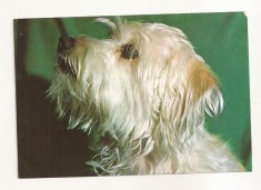 RF55 -Carte Postala- Caine Terrier, necirculata