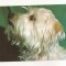 RF55 -Carte Postala- Caine Terrier, necirculata