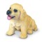 Golden Retriever Pui S Collecta