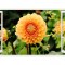 Sticker decorativ, Fereastra 3D, Flori, 85 cm, 243STK