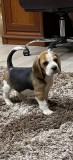 Pui de Beagle Tricolor
