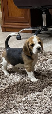 Pui de Beagle Tricolor foto