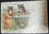 Carte postala cu trei pisici, circulata, 1900