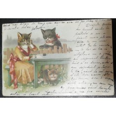 Carte postala cu trei pisici, circulata, 1900