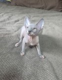 Daria - femela sphynx deosebita cu certificat pedigree WCF