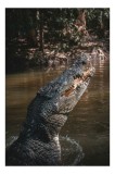 Tablou Canvas, "Crocodilul &icirc;n apele mlăștinoase", Crocodil, Apă, Vegetație, Umbre, Natură, Zbucium, Forță, Faună, 26 x 39 cm, CMCLASS