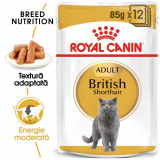 Cumpara ieftin Royal Canin British Shorthair Adult, hrana umeda pisica in sos/ gravy, 12x85 g