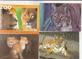 bnk cp Fauna - Feline - lot 20 carti postale *