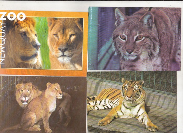 bnk cp Fauna - Feline - lot 20 carti postale *