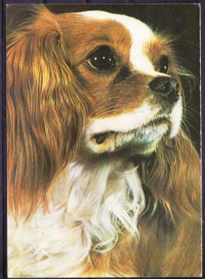 AMS - ILUSTRATA 576 SPANIEL KING CHARLES, NECIRCULATA foto