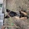 Ciobanesc Belgian Malinois