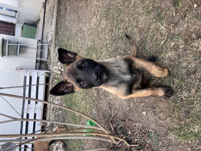 Ciobanesc Belgian Malinois