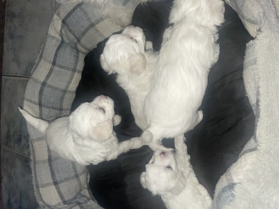 V&amp;acirc;nd căței bichon foto