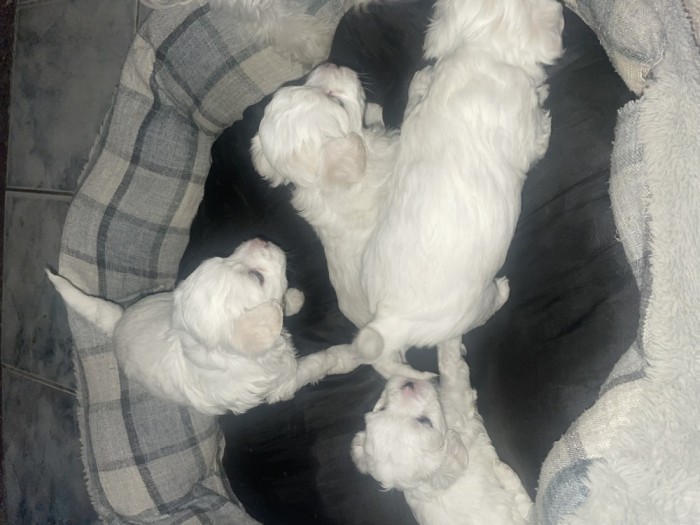 V&acirc;nd căței bichon