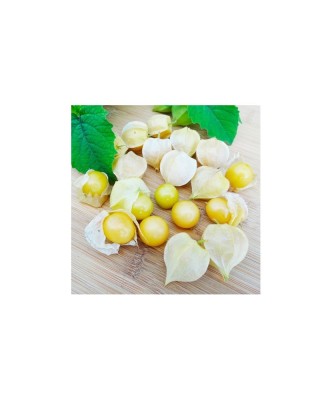 Planta Physalis preciosa, planta physalis pruinosa preciosa, ghiveci de 10 cm foto
