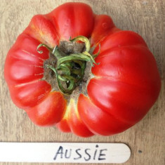 Tomate australia , rosii Soiul AUSSIE . 5 seminte pentru semanat foto