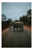 Tablou Canvas, "Oprirea elefantului pe drum pustiu", Elefant, Drum, Copaci, Cer, Natura, Liniste, Aventura, Salbaticie, 26 x 39 cm, CMCLASS