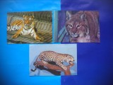 HOPCT LOT NR 1006 FELINE -FAUNA -3 CARTI POSTALE-NECIRCULATE, Circulata, Printata