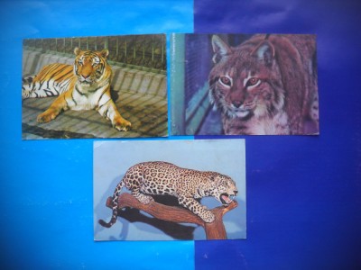 HOPCT LOT NR 1006 FELINE -FAUNA -3 CARTI POSTALE-NECIRCULATE foto