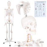 Schelet anatomic uman 170 cm Glimz, model 1:1 cu suport mobil