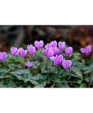 CYCLAMEN DE GRADINA, HEDERIFLORUM, ROZ, 1 BUC, Oem