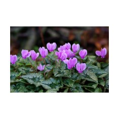 CYCLAMEN DE GRADINA, HEDERIFLORUM, ROZ, 1 BUC