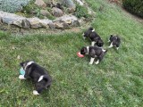 Pui akita american