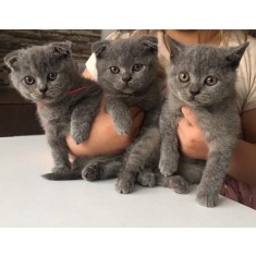 Cauti Donez pui de pisica birmaneza (siameza persana)? Vezi oferta 