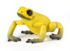 Papo figurina broscuta otravitoare galbena