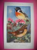 HOPCT 6259 SAXICOLA TORQUATA RUBICOLa -PASARI-FAUNA EUROPA-CP CHROMO LITHO -MUZEUL REGAL STIINTE NATURALE BELGIA-NECIRCULATA, Printata