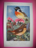HOPCT 6259 SAXICOLA TORQUATA RUBICOLa -PASARI-FAUNA EUROPA-CP CHROMO LITHO -MUZEUL REGAL STIINTE NATURALE BELGIA-NECIRCULATA, Printata