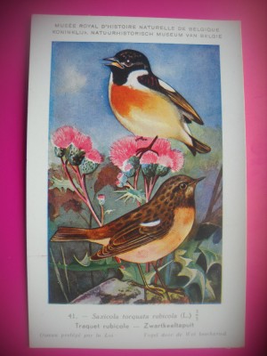 HOPCT 6259 SAXICOLA TORQUATA RUBICOLa -PASARI-FAUNA EUROPA-CP CHROMO LITHO -MUZEUL REGAL STIINTE NATURALE BELGIA-NECIRCULATA foto