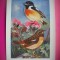 HOPCT 6259 SAXICOLA TORQUATA RUBICOLa -PASARI-FAUNA EUROPA-CP CHROMO LITHO -MUZEUL REGAL STIINTE NATURALE BELGIA-NECIRCULATA