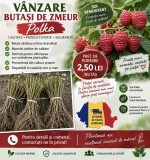 V&acirc;nd butași zmeură remontată