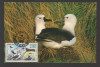 CPIB 21730 - CARTE POSTALA - TINUTURILE SUDICE. ALBATROS CU CIOC GALBEN