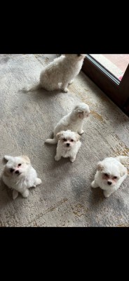 3 cățeluși bichon &amp;icirc;n căutare de familii iubitoare foto