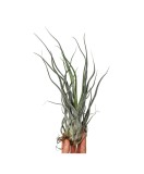 Cumpara ieftin Planta aeriană Tillandsia Ehlersiana - Medie