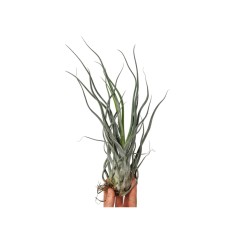 Planta aeriană Tillandsia Ehlersiana - Medie