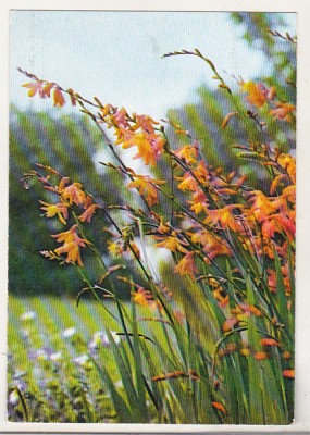 bnk cp Iasi - Gradina botanica - Crocosmia - necirculata foto